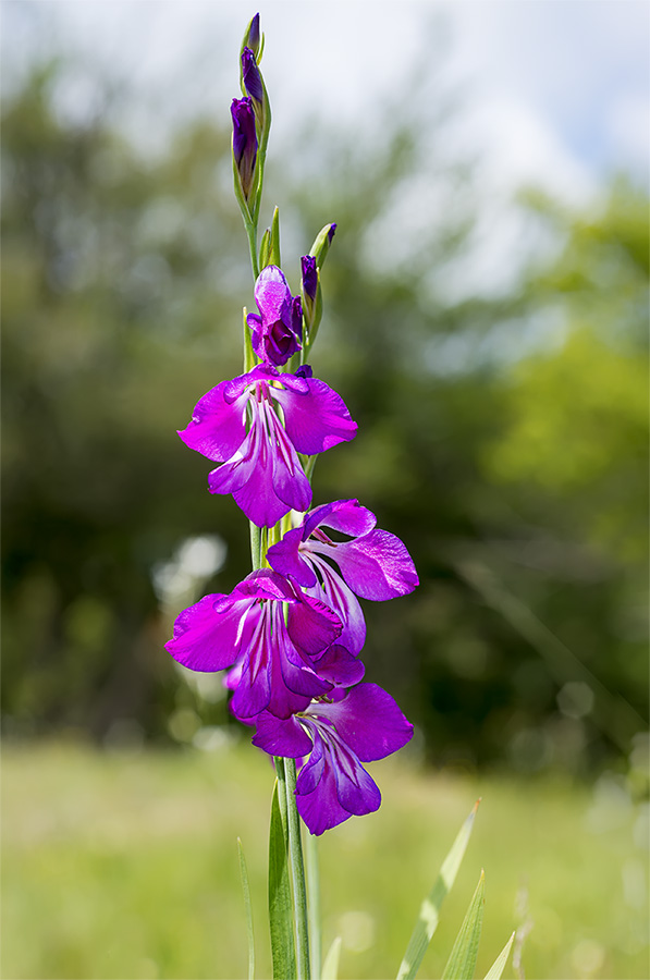 Gladiolus palustris / Gladiolo reticolato